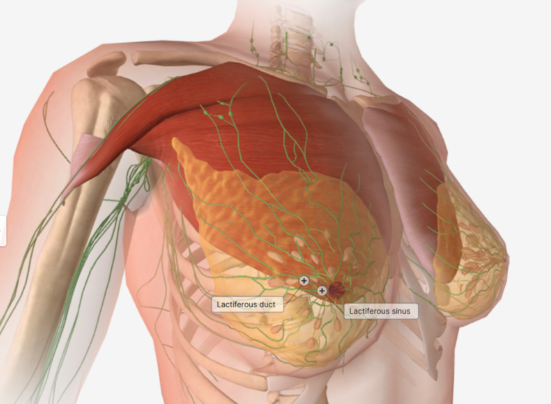 Breast lump and cancer both